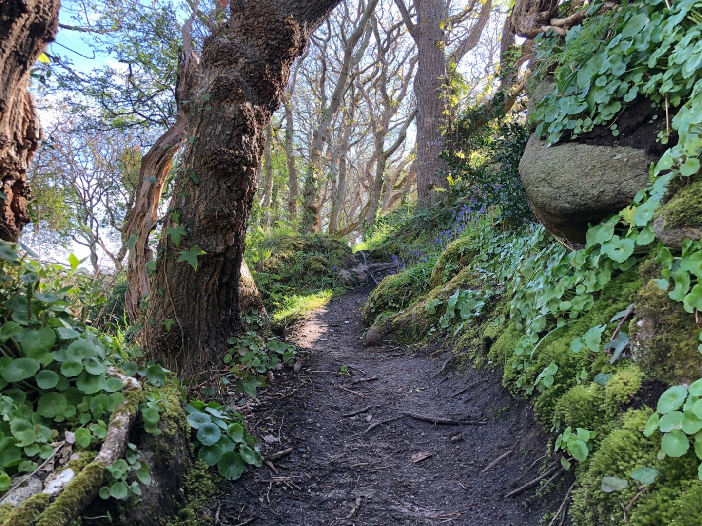 En famille on peut explorer Goas Lagorn en anglais !