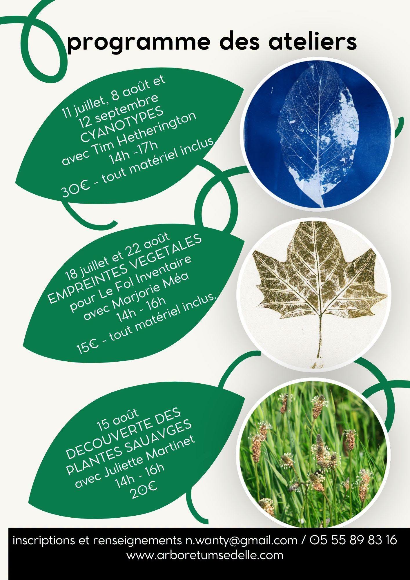 Découverte des plantes sauvages