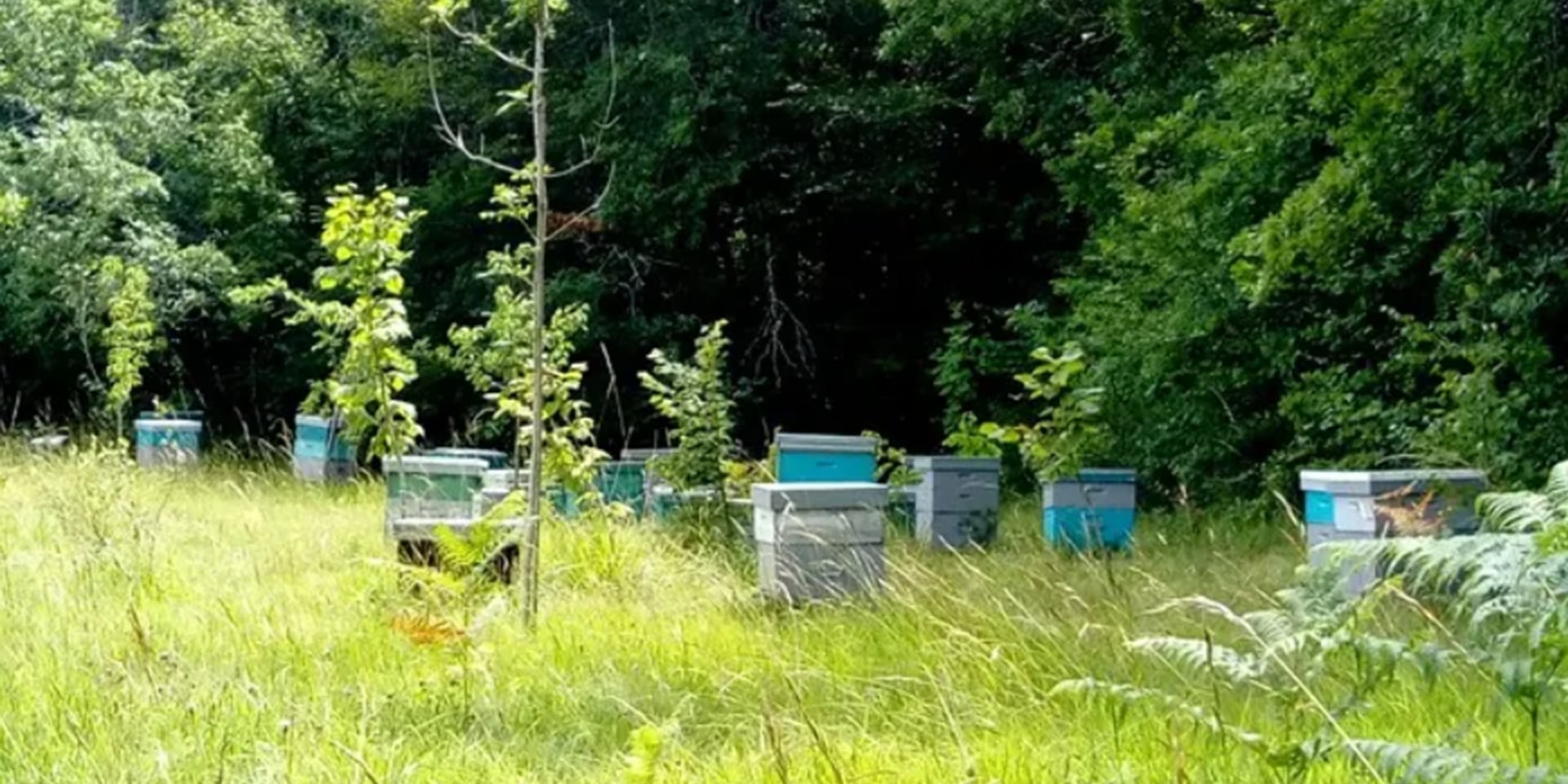 Accueil à la Ferme - Glaces de la ferme, Ferme Avicole et Apiculture en Ribéracois