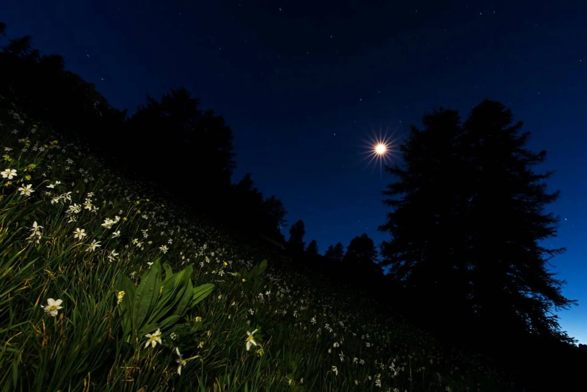 A la découverte de la vie nocturne et du ciel étoilé