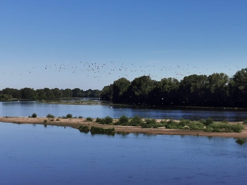 Nocturnes sur Loire : oiseaux de Loire