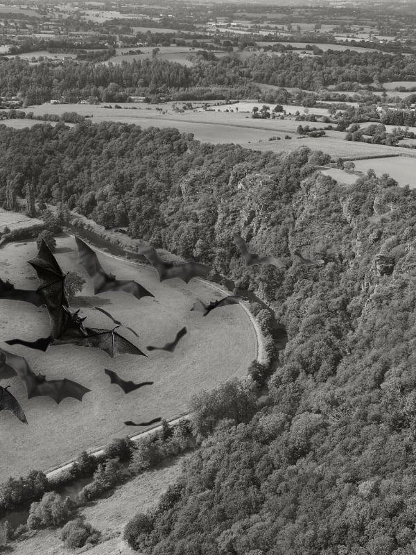 Nuit internationale de la chauve-souris aux Roches de Ham
