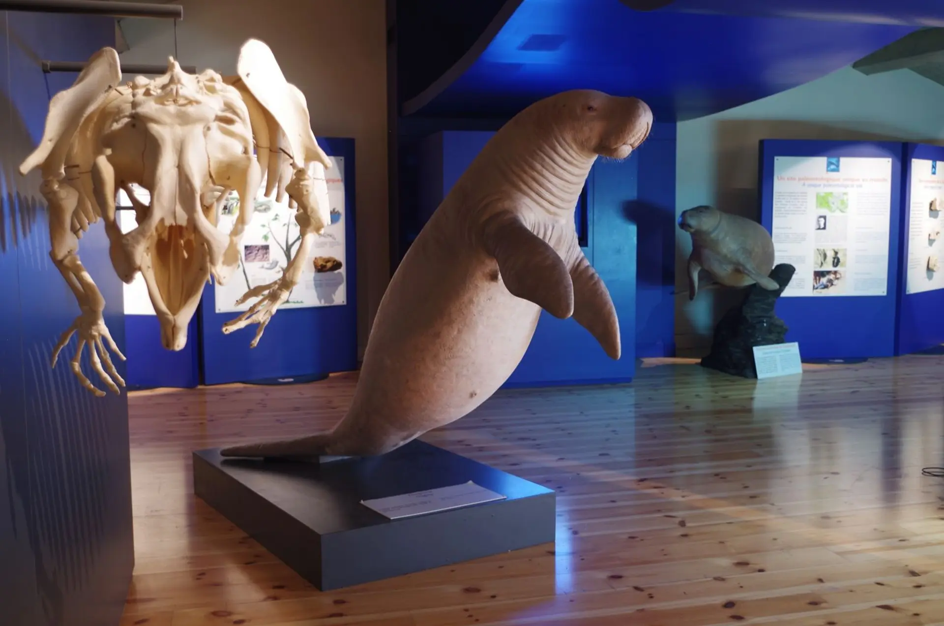 Visite guidée de l'exposition "Sirènes et Fossiles"