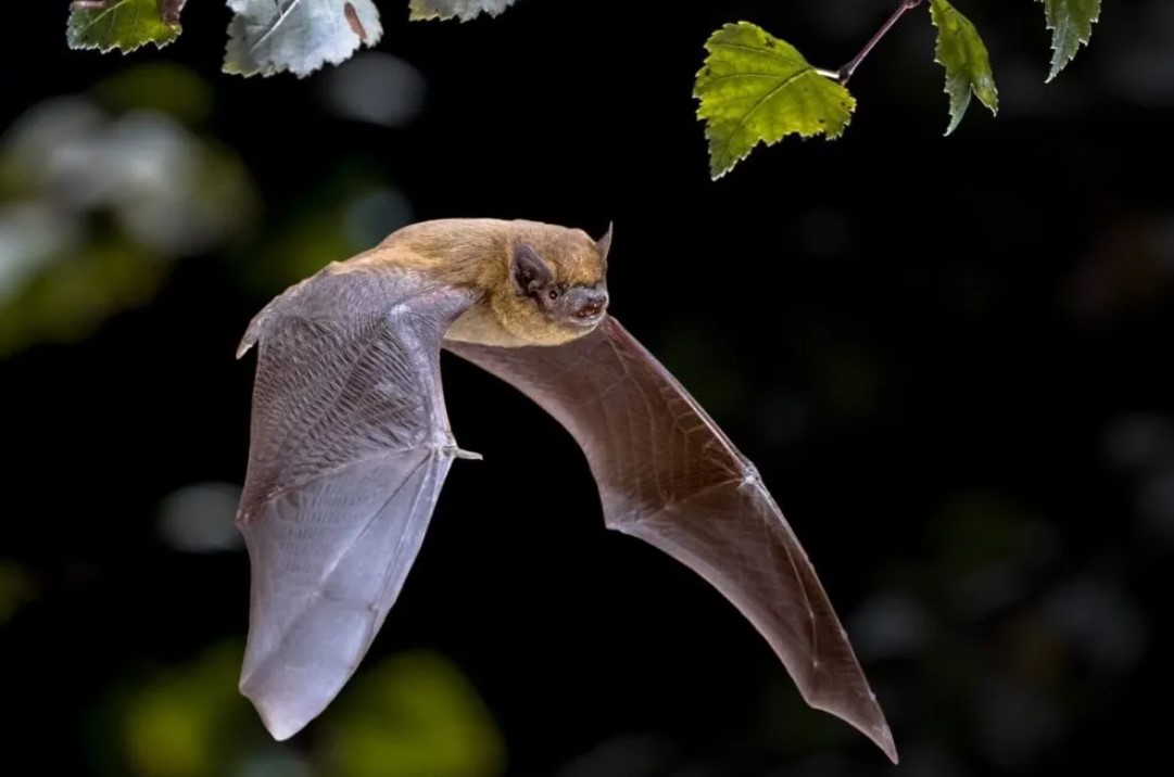 A la découverte des chauves-souris