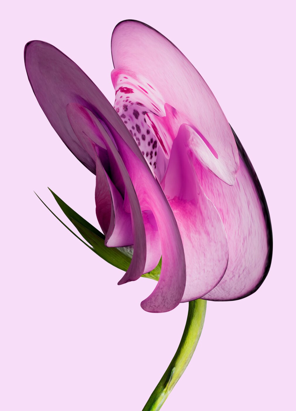 Visite guidée Métamorphoses du vivant !