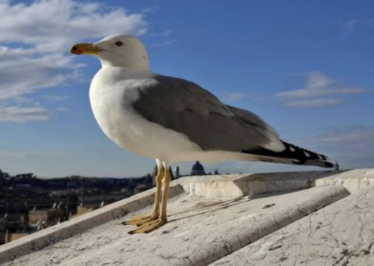 BALADE À LA DÉCOUVERTE DES OISEAUX