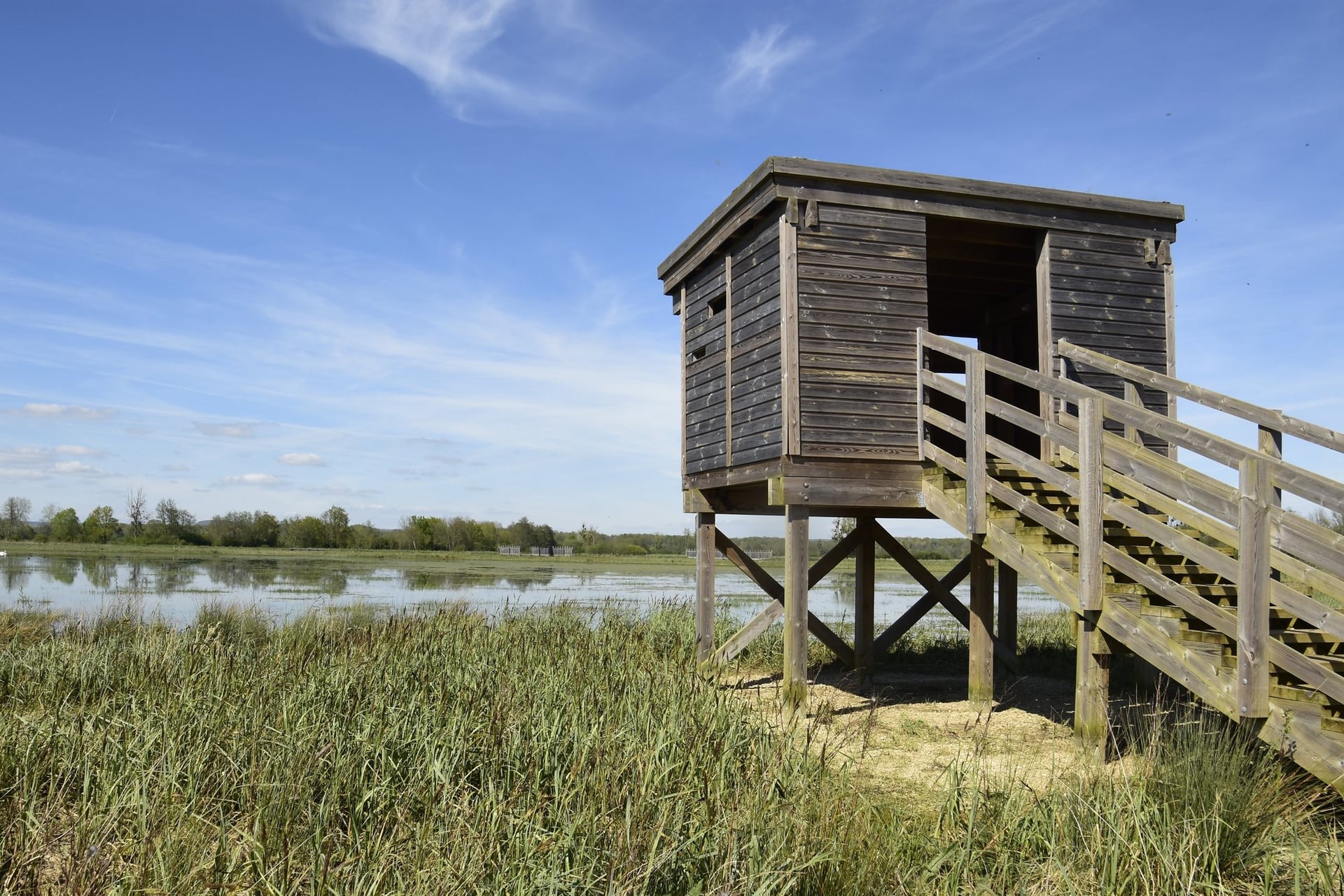 Sortie nature : les oiseaux d'eau