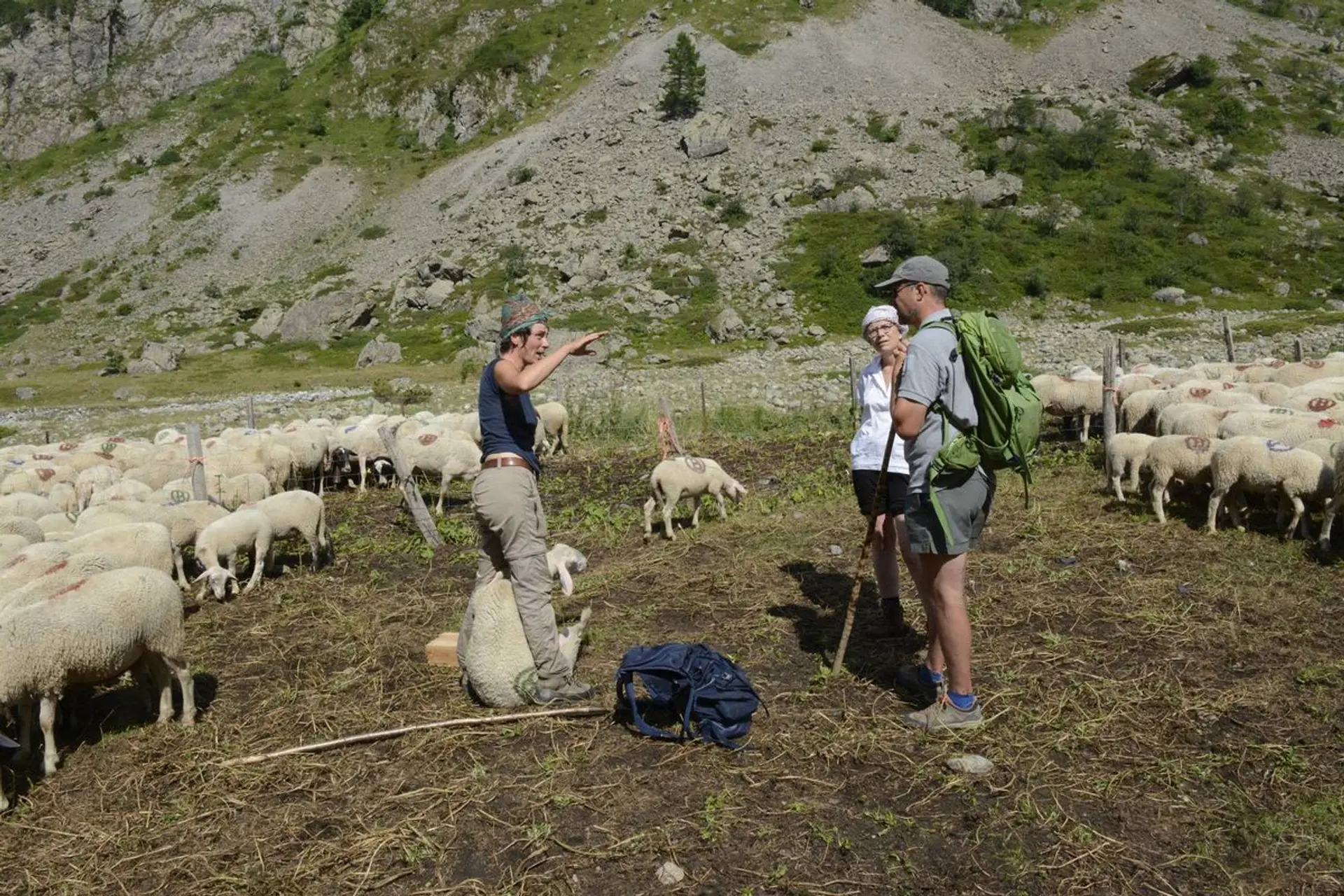 Rdv en alpage : biodiversité et pastoralisme