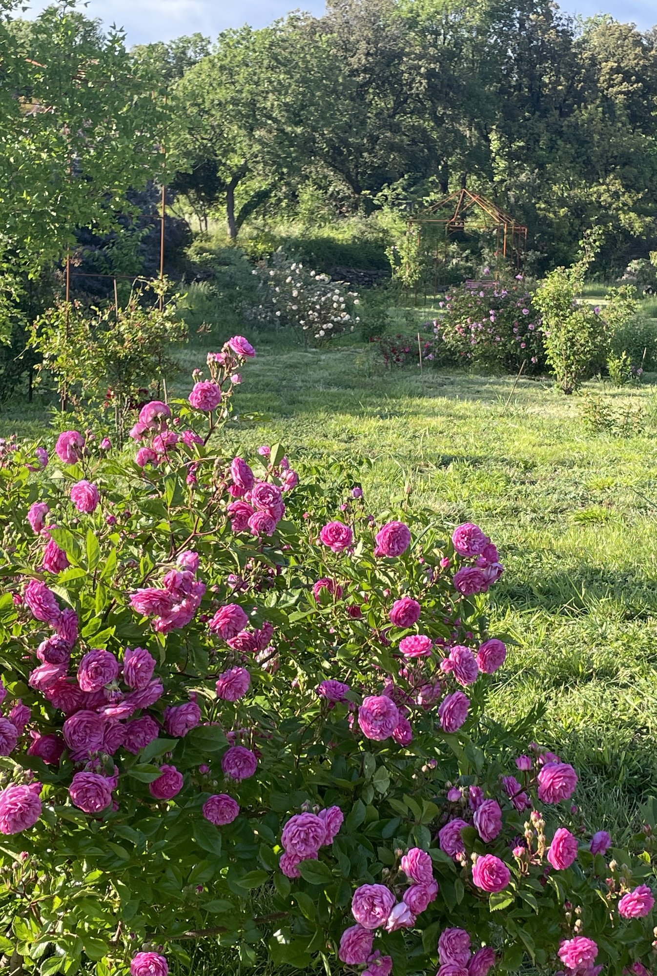 FLORILÈGE À LA ROSERAIE