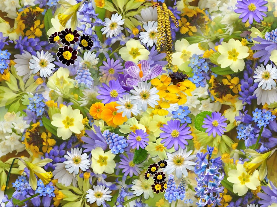 10ème Fête des Plantes, du Jardin et de la Nature