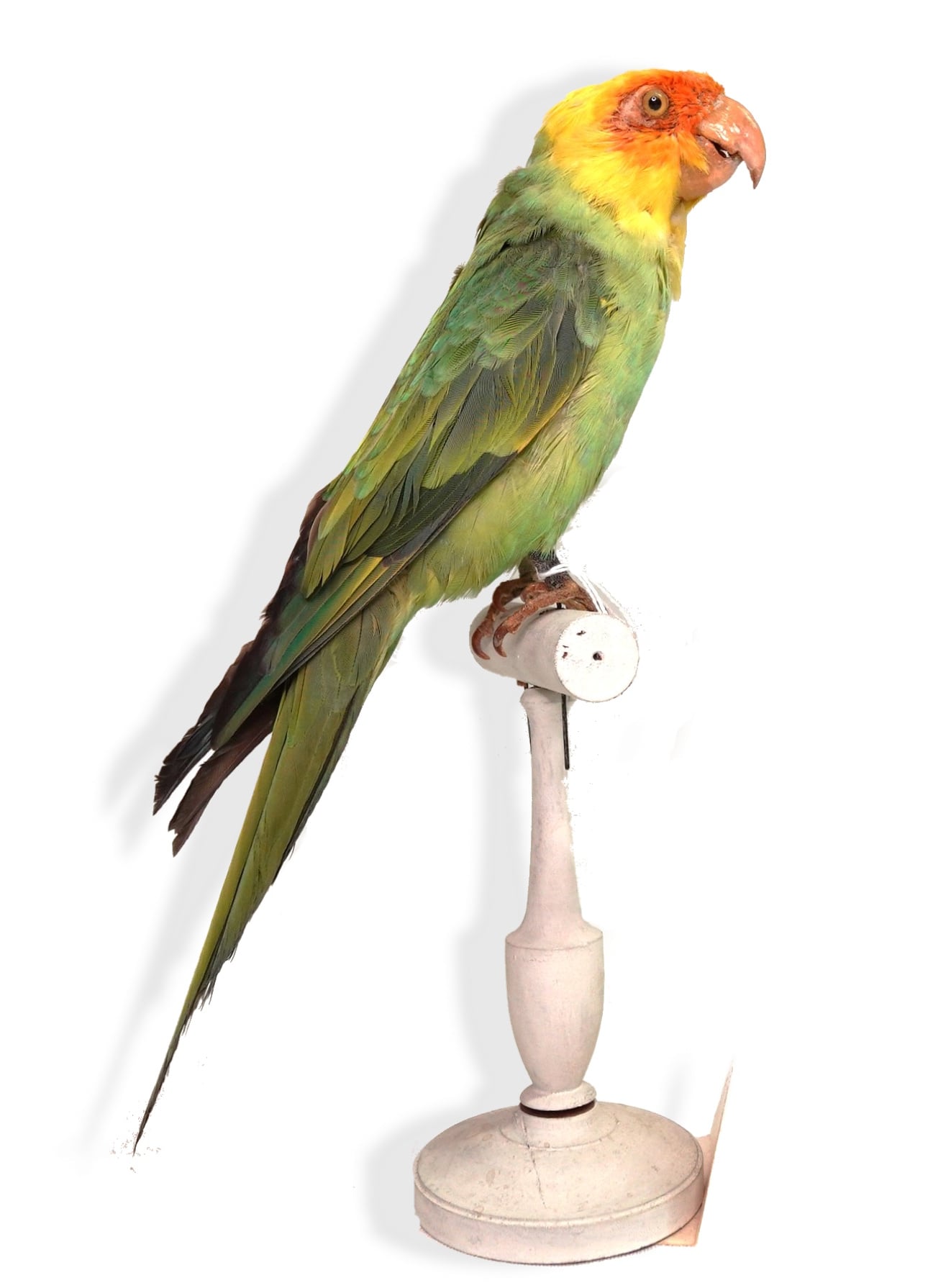 Visite guidée : Drôles d’oiseaux, lumière sur une collection exotique