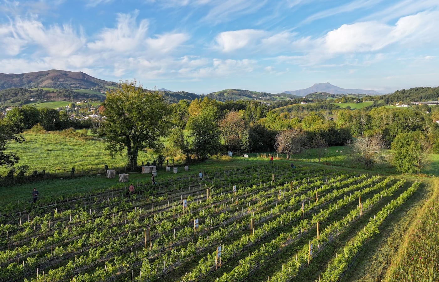 Randonnée accompagnée :  à la découverte du piment d'Espelette