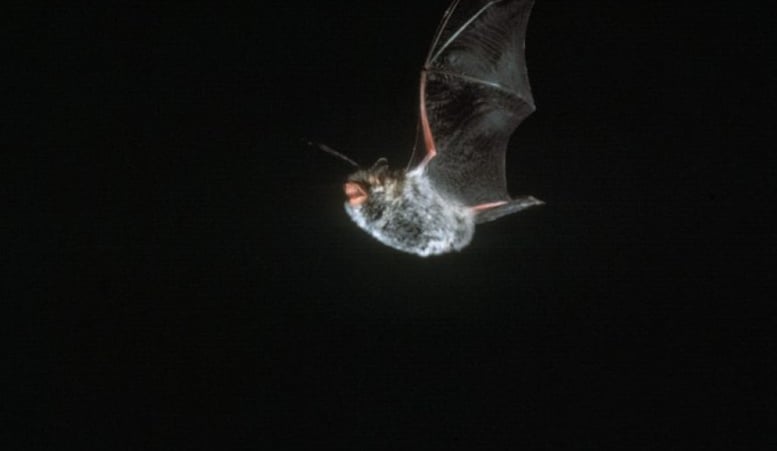 Sortie nature: le ballet volant des chauves-souris