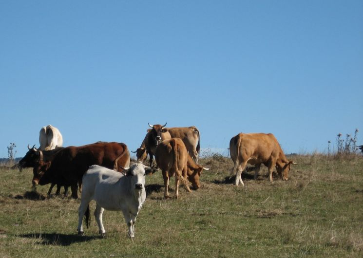 TRANSHUMANCE EN PAYS DE SAULT