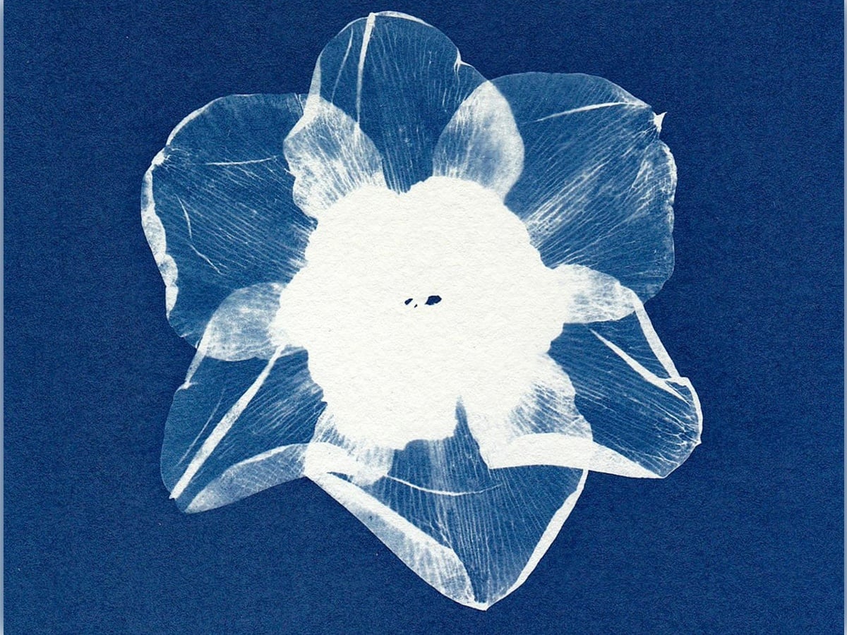 Initiation au cyanotype