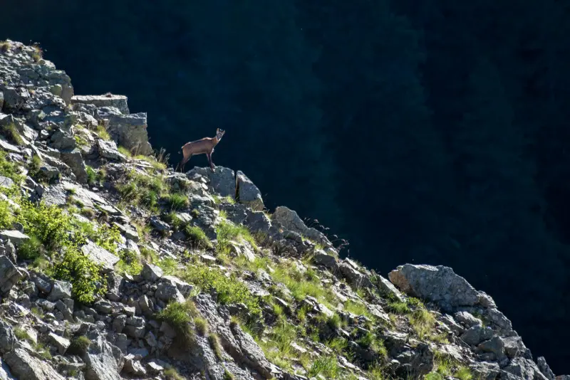 Chamois à la tombée de la nuit