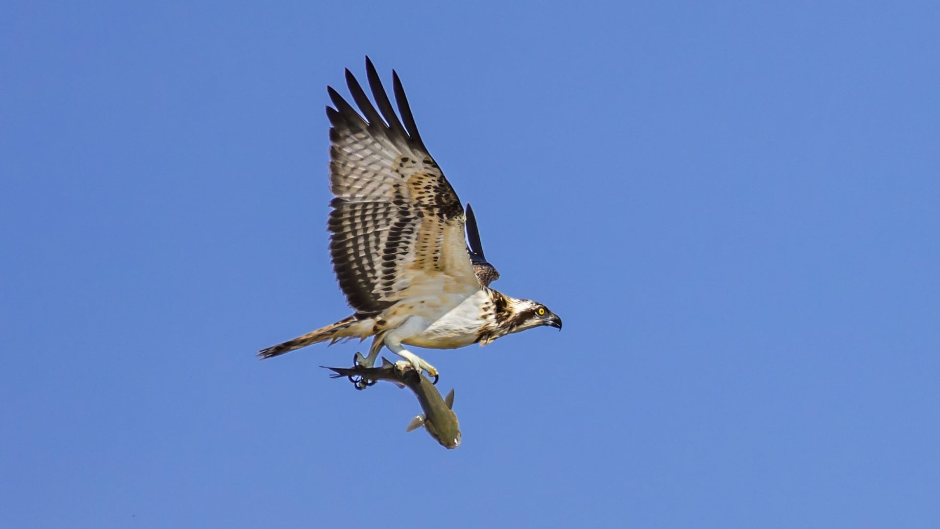 Balade nature : Symphonie des oiseaux
