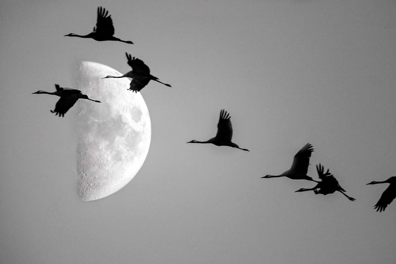 Comprendre la migration des oiseaux