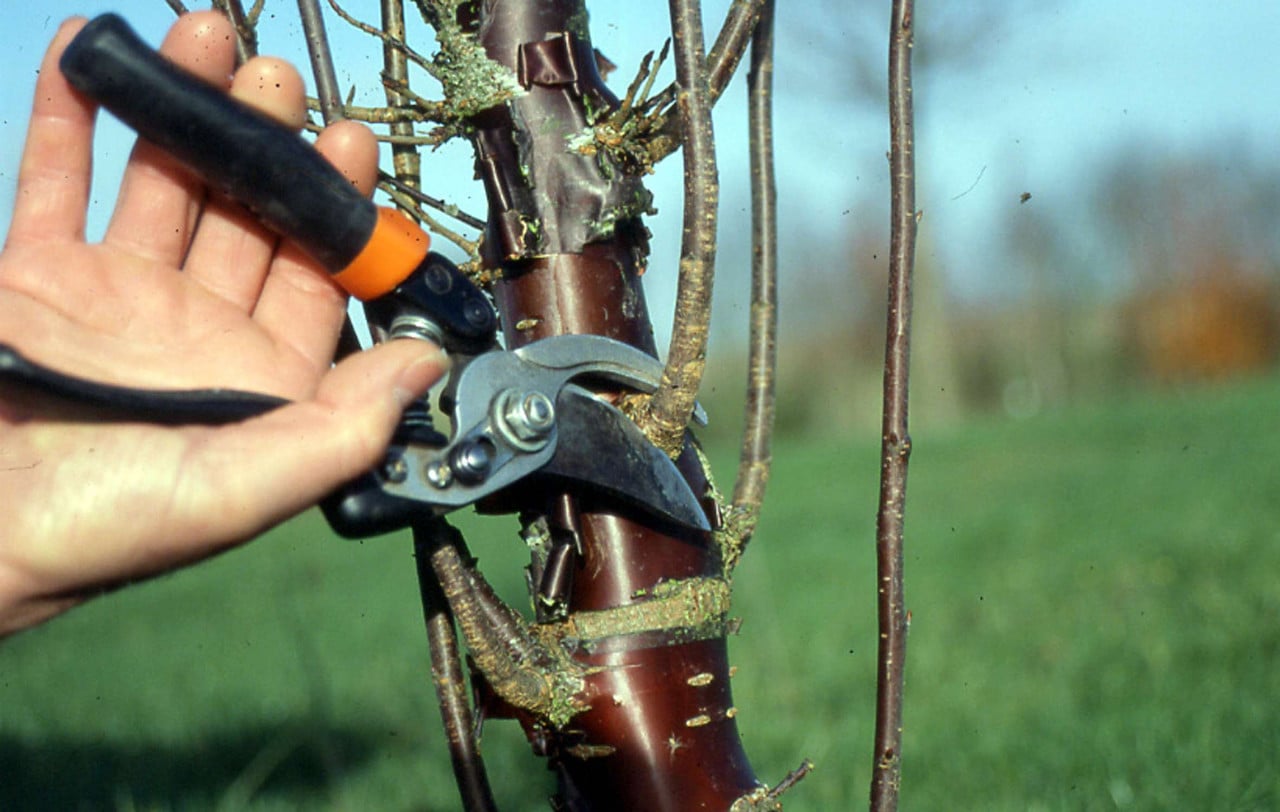 La taille de formation des arbres d'ornement