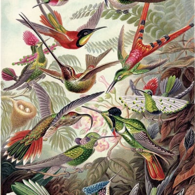 Balades ornithologique et botanique
