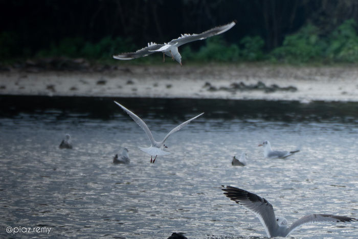 Balade naturaliste : la nature nous offre son plus beau spectacle