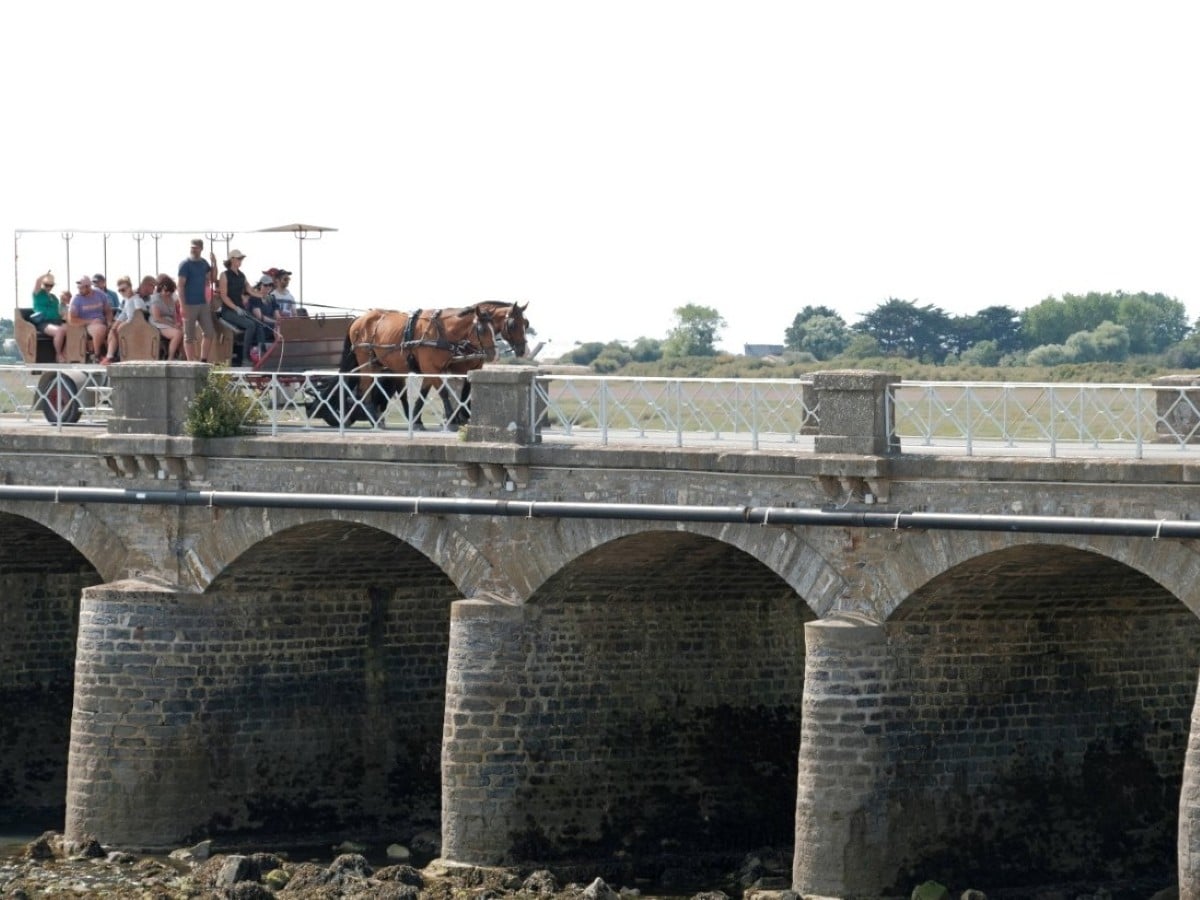 Balade attelée à Port-Bail