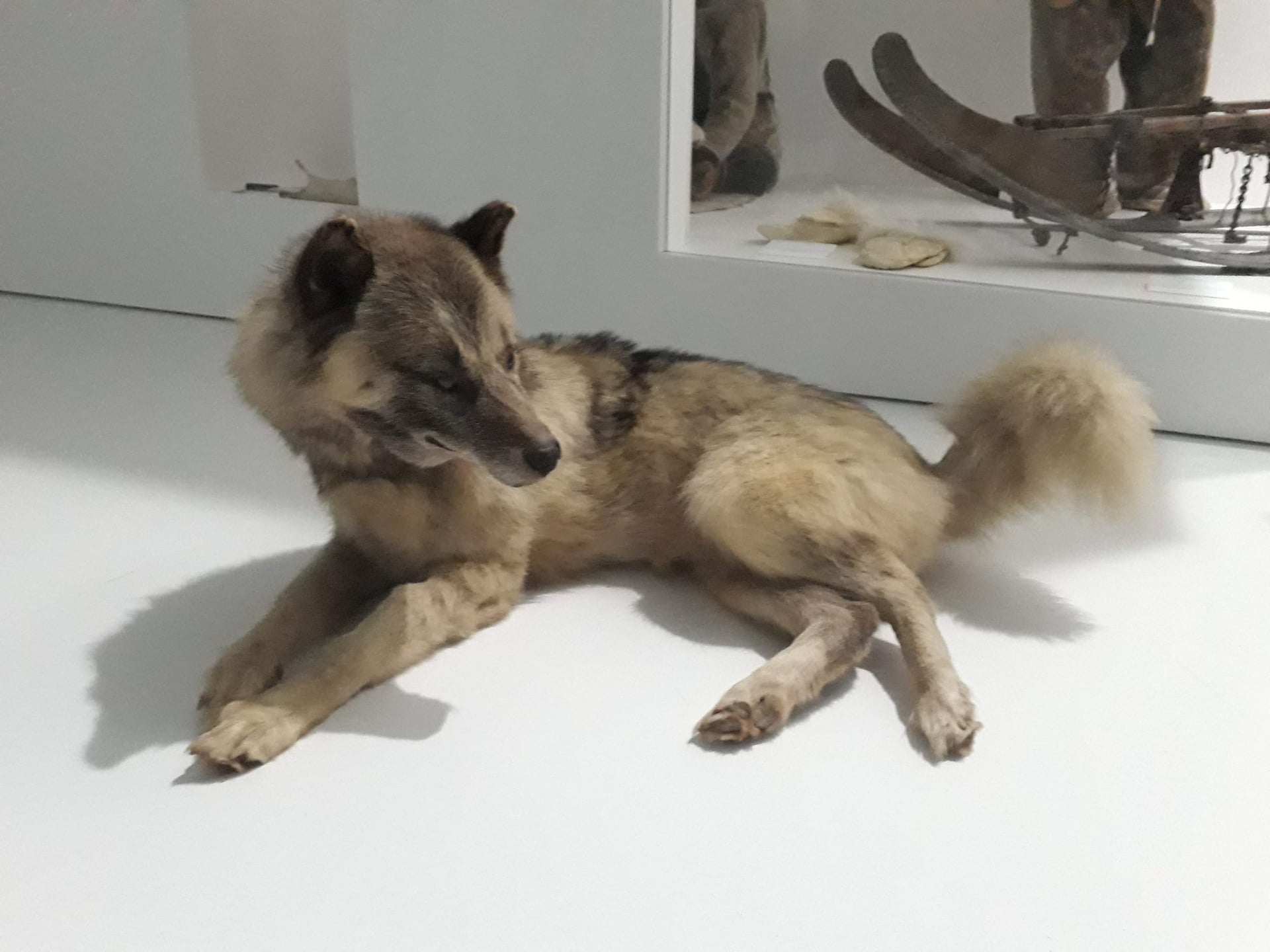 Atelier "Venez hurler avec les chiens-loups" (Journées Européennes du Patrimoine)