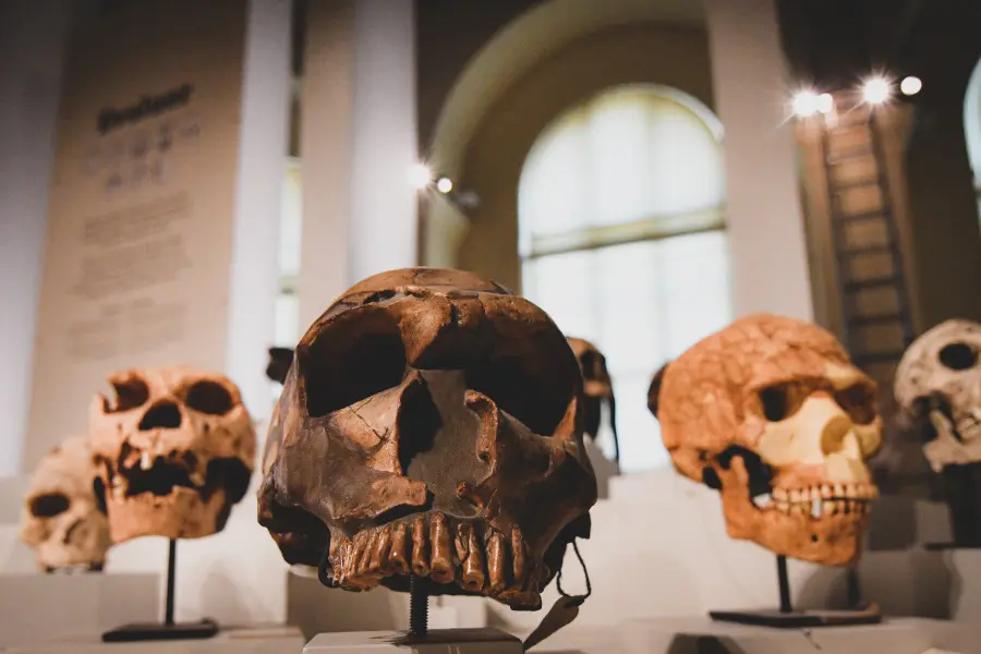 Stand : À la rencontre des Hominines