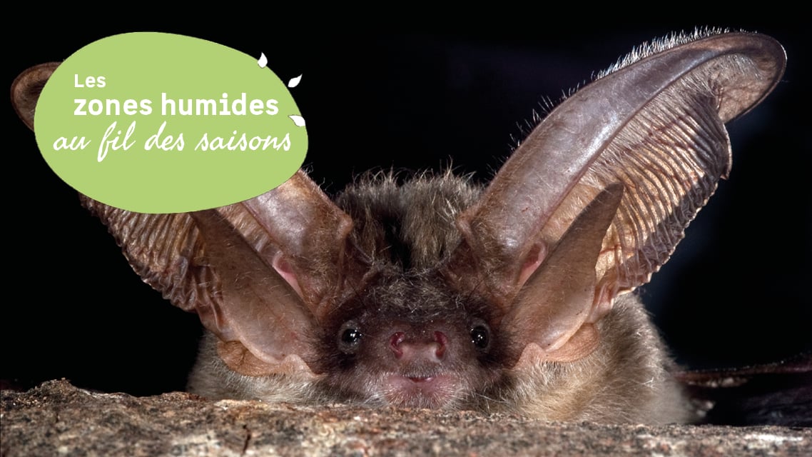 Découverte de l’étang de Langouarde et observation nocturne des chauves-souris