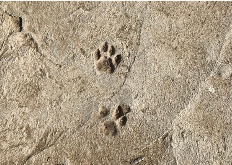 Traces et empreintes d’animaux