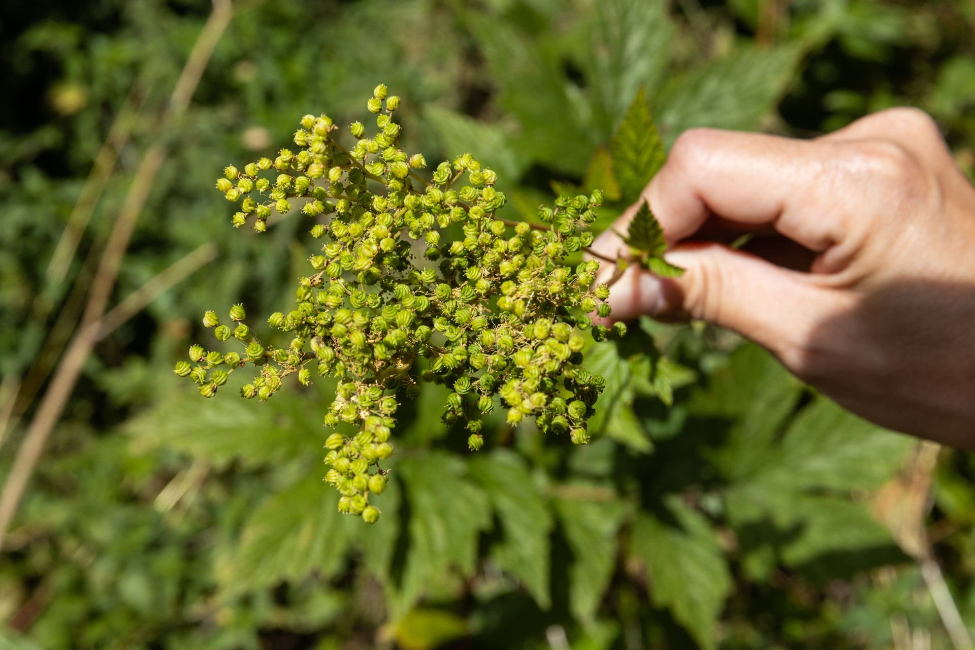 Le puy de Combegrasse, plantes sauvages et leurs usages