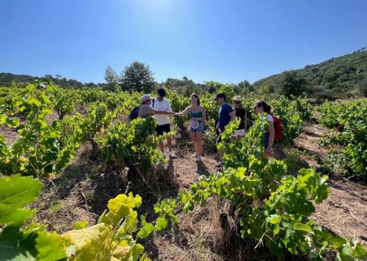 BALADE VIGNERONNE
