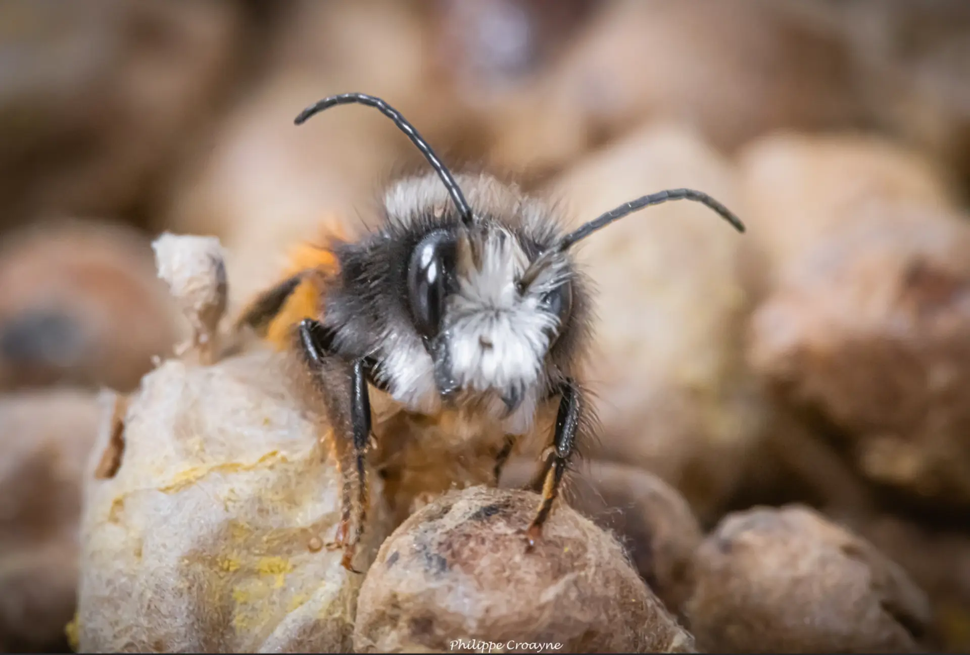 Festival Ventoux Saveurs : Les abeilles sauvages