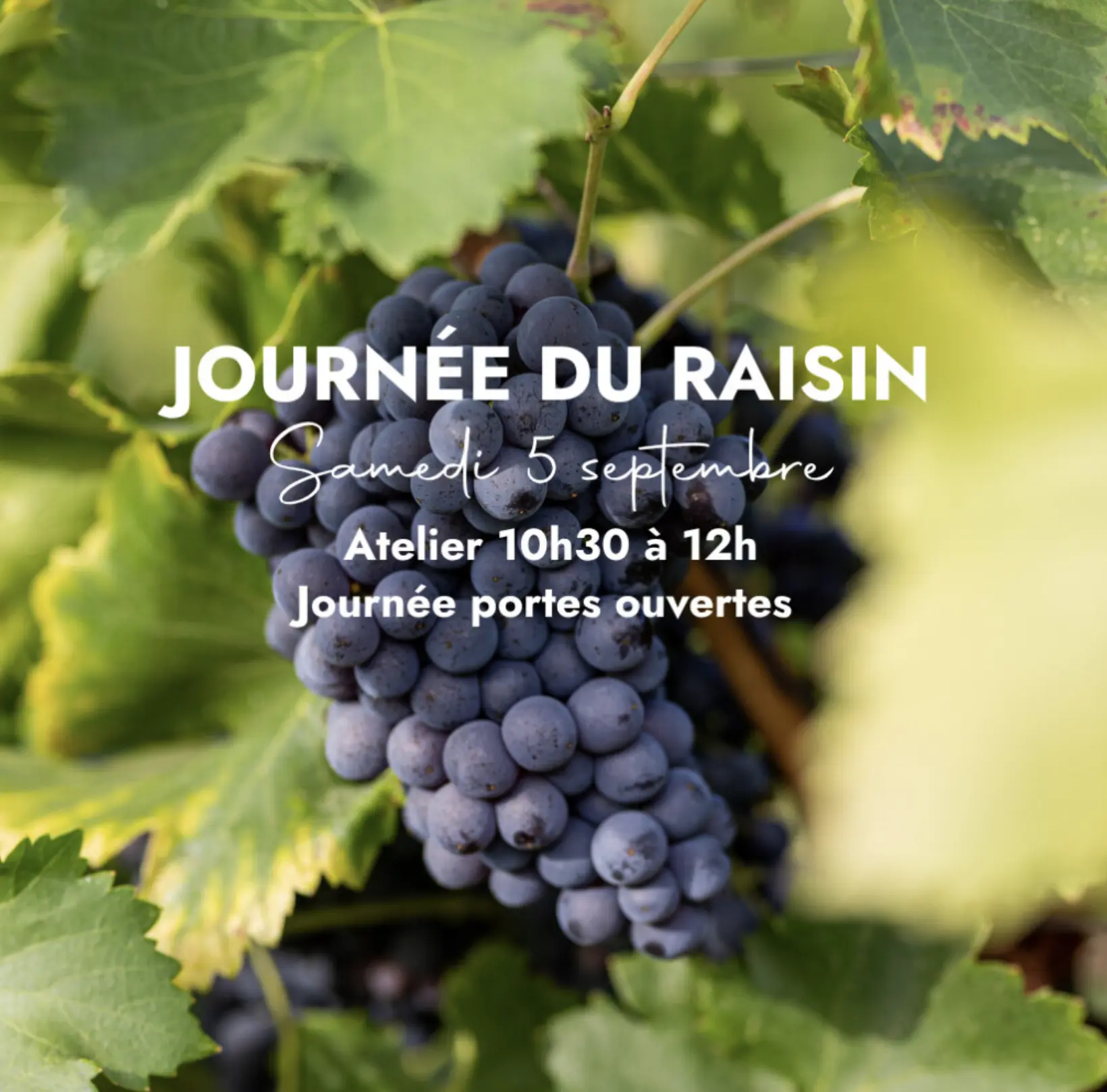 Journée du raisin à Château Paradis