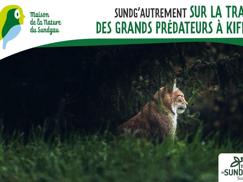 Sur les traces des grands prédateurs à Kiffis
