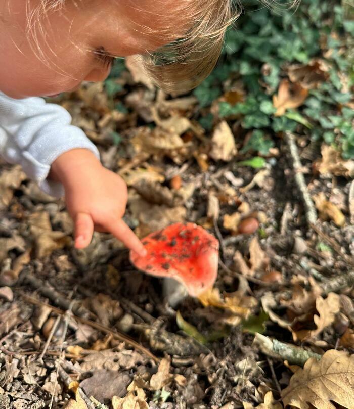 Découvrir la vie cachée des forêts !