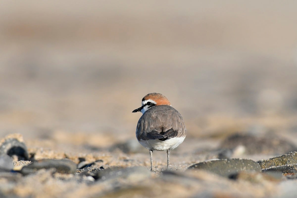 Espèces discrètes et monde secret, photographies par André Gloux