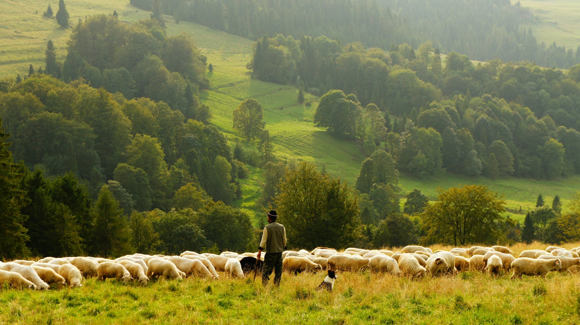 Revenons à nos moutons - Les enfants sur les pas de leurs ancêtres paysans