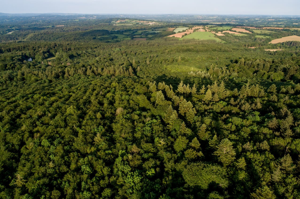 La sylviculture, tout un art…bre – Léguer en fête