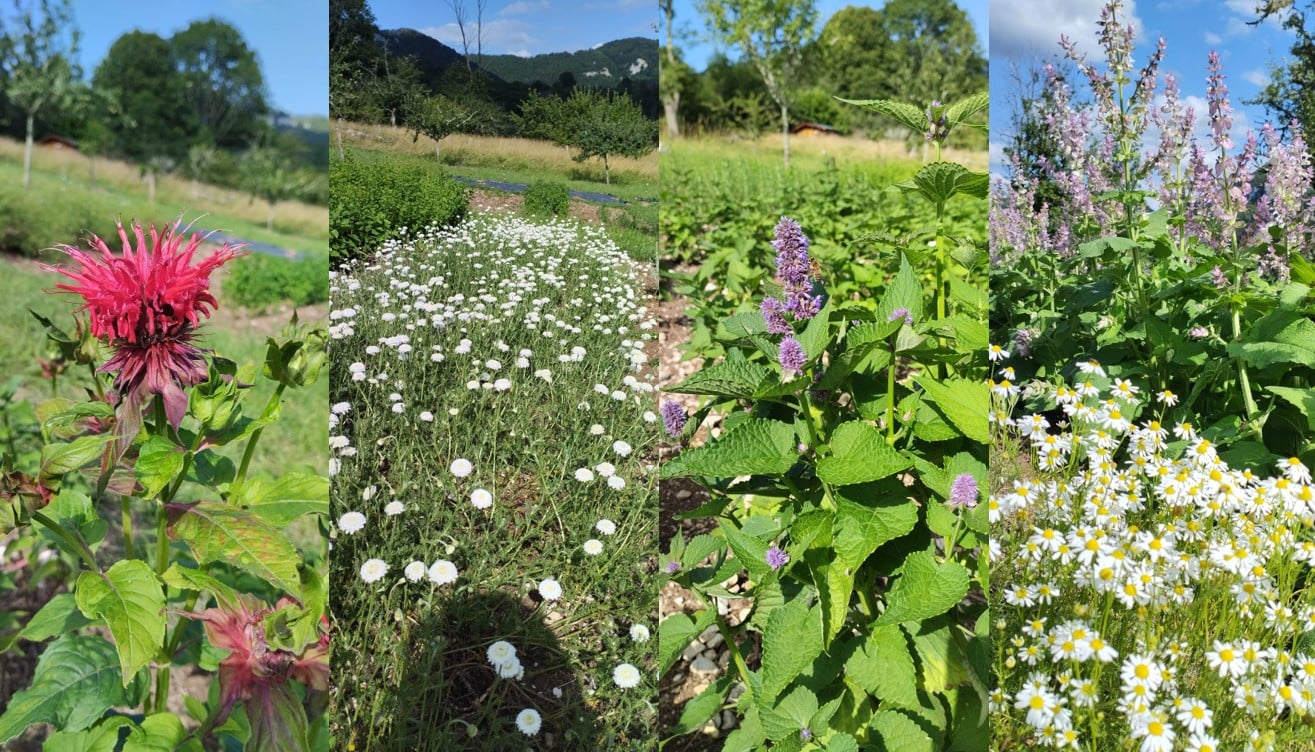 A la rencontre de David : Les trésors spiritueux de la Vallée de la Loue