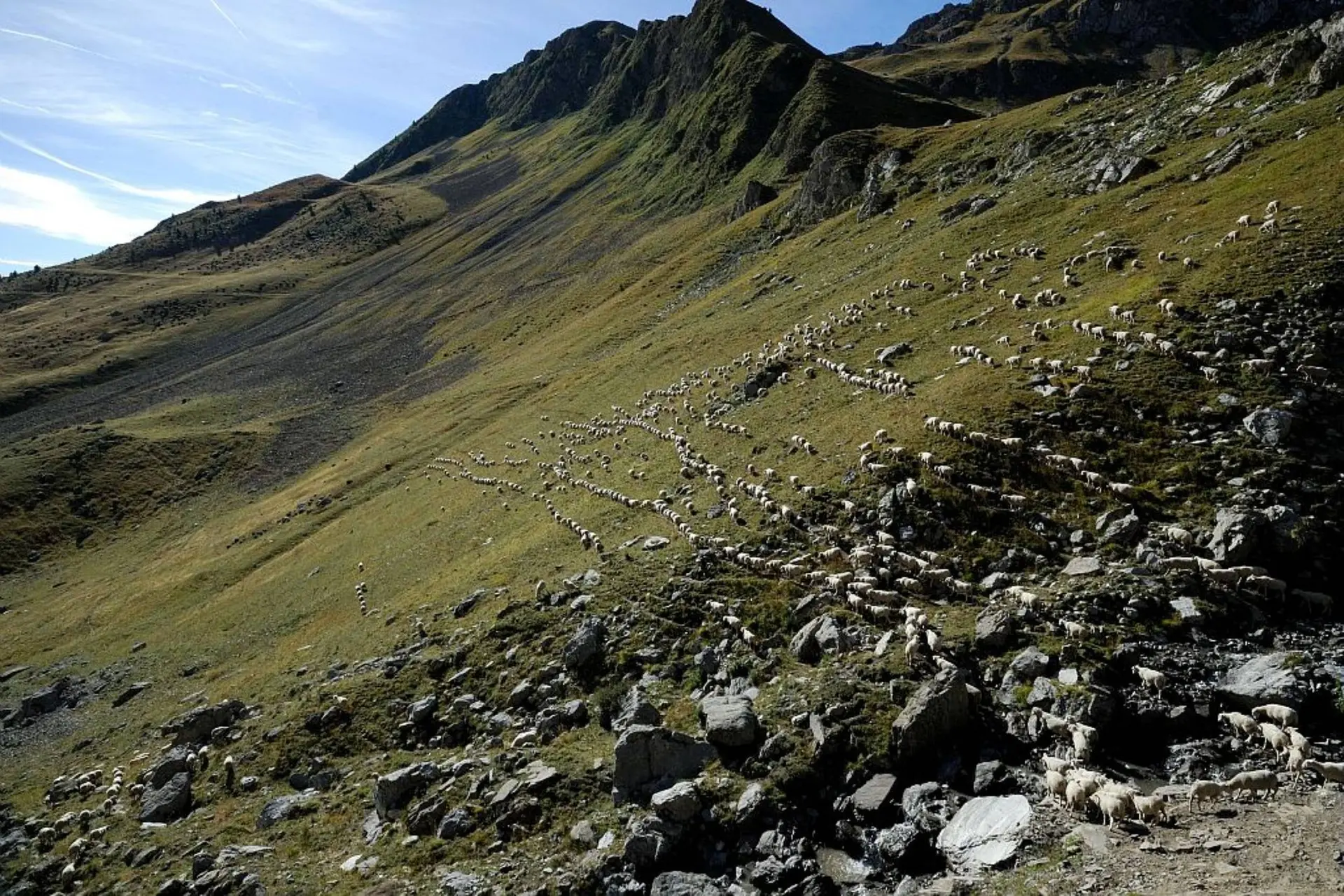 Rencontre en alpage : biodiversité et pastoralisme