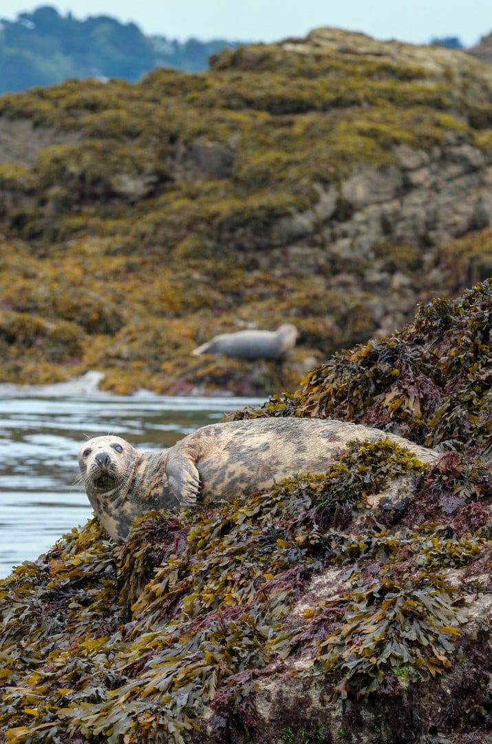 Faune et Flore Sauvage de Bretagne – Photographie