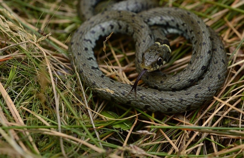 Ces reptiles surprenants
