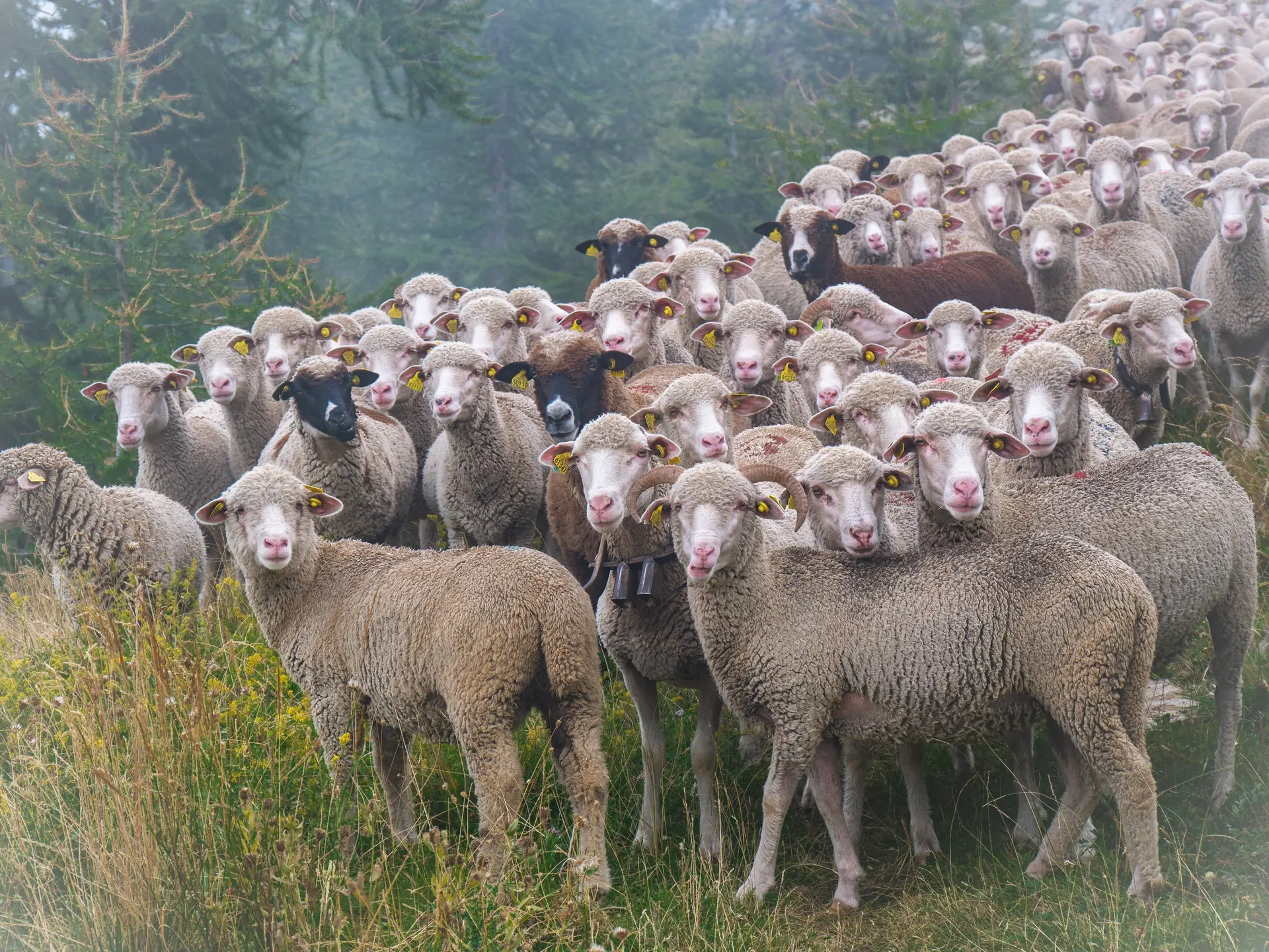 Les Moutons