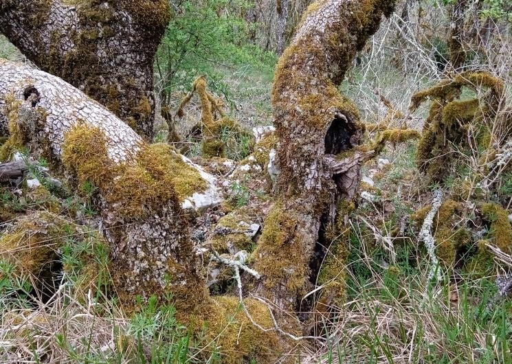 Balade naturaliste « La vie cachée des vieux arbres »
