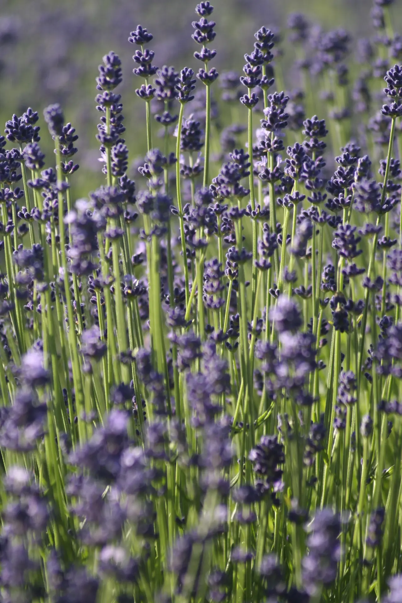 Vacances d'été aux musées : "Say it with Lavender" de Roxanne Maillet