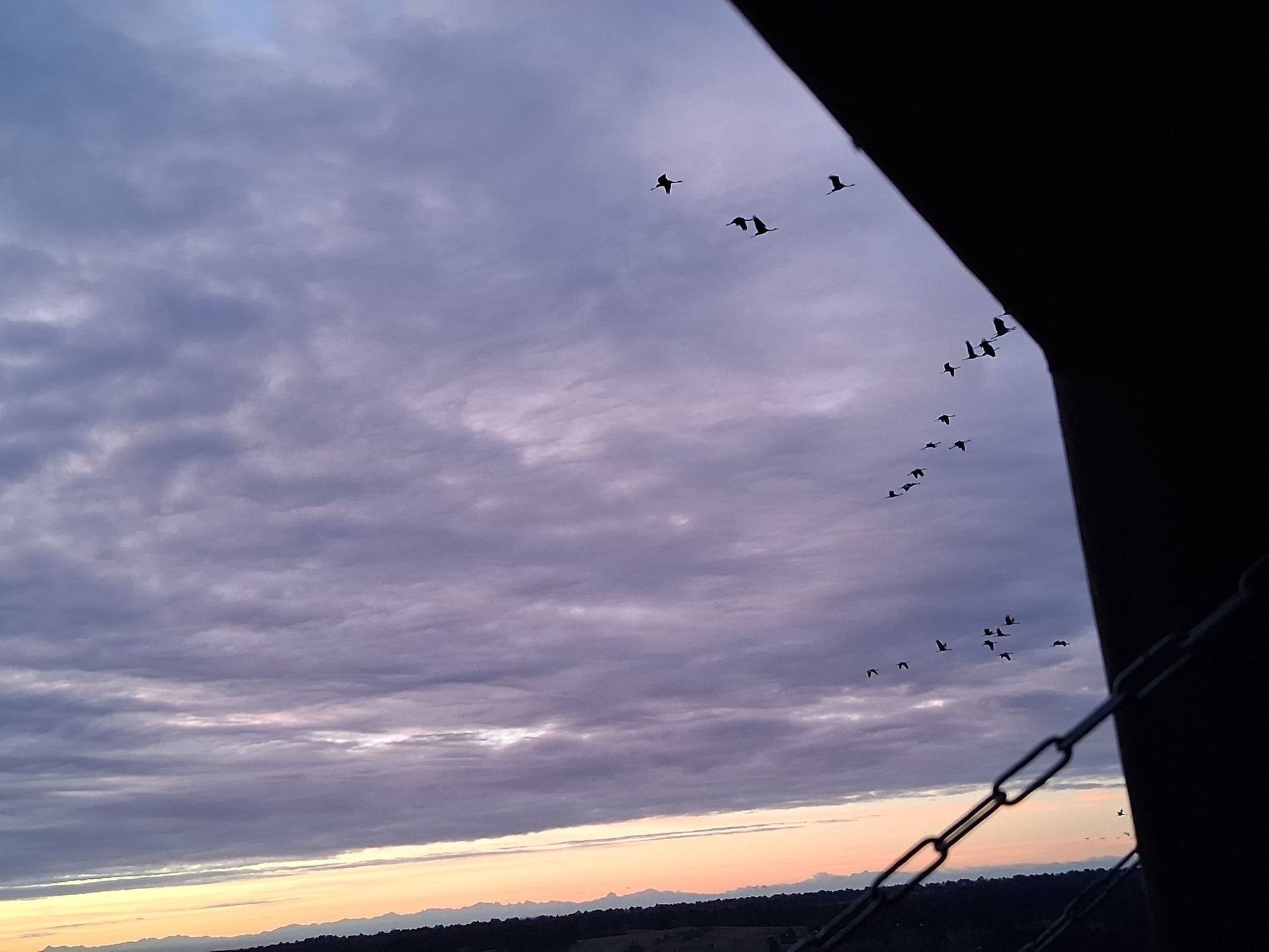 Les grues gourmandes en Pays Morcenais - Le lever