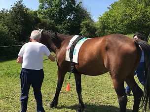 [Équidays] Découverte des soins et thérapies complémentaires pour les chevaux et rencontres des praticiens