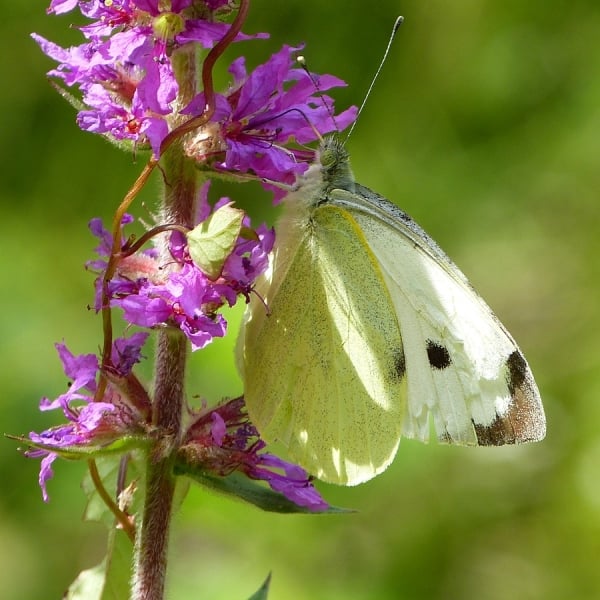 Macro photo de petites bêtes