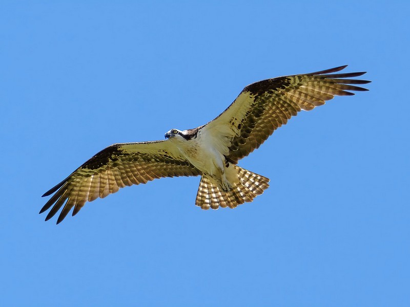 À la découverte du Balbuzard pêcheur
